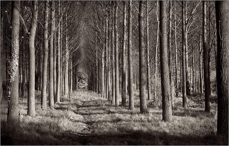 Poplar Tree Vista.jpg